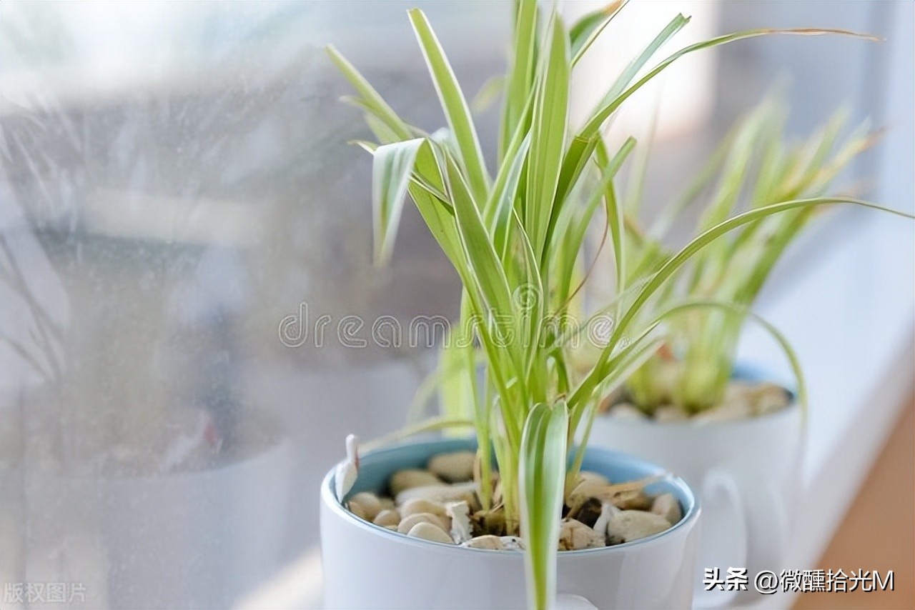 这几种植物千万别在家里养,这几种绿植不要在室内养