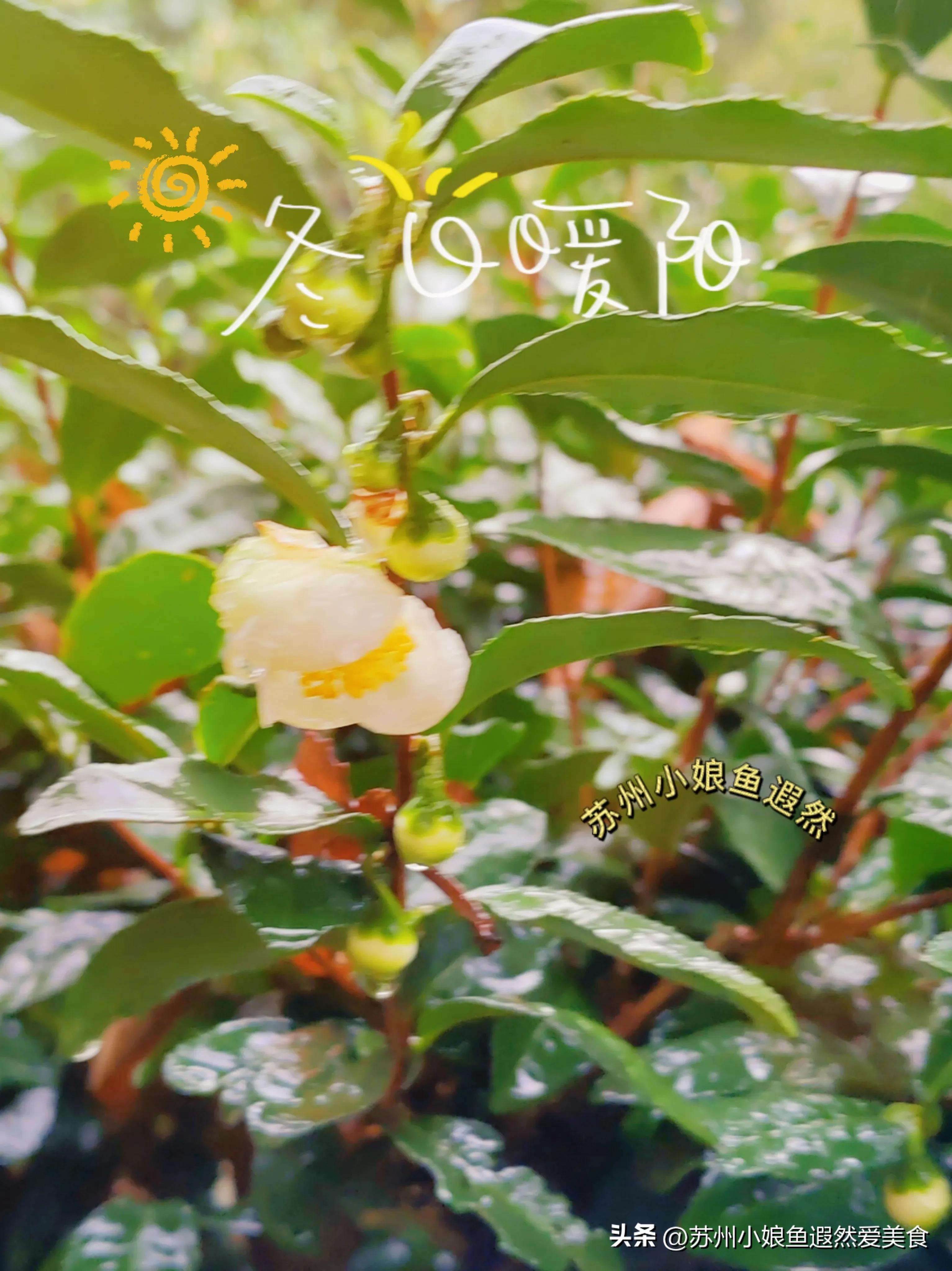 苏州一日游攻略探索更好玩的景点,苏州一日游景区推荐