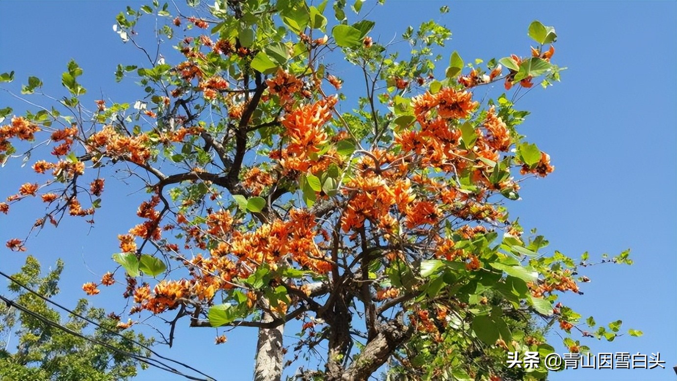 一亩桉树产值,荒山种植桉树前景