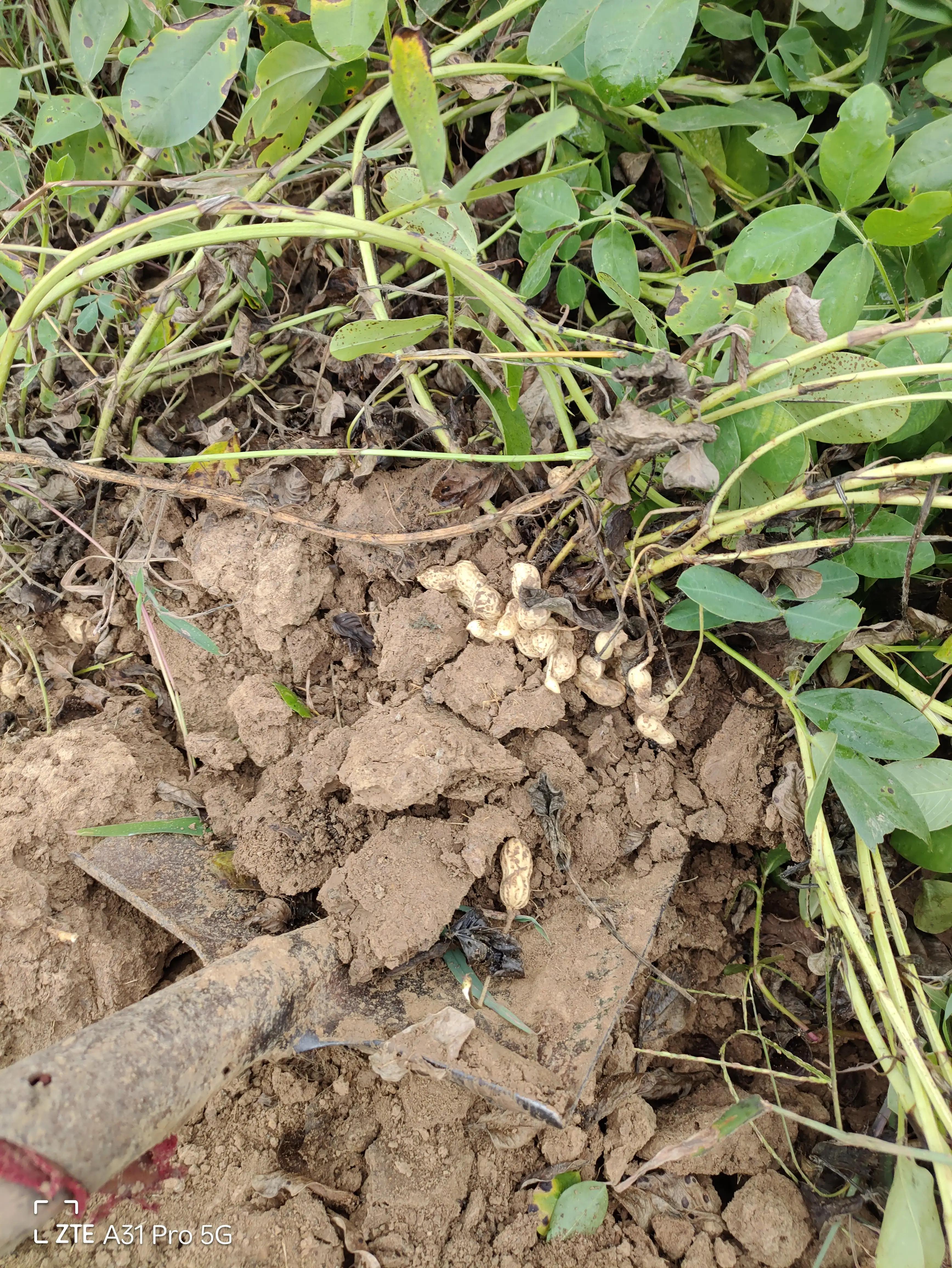 落花生的原名,落花生是什么意思