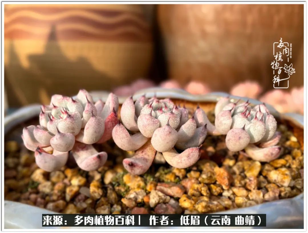 玉露多肉冬季分盆,玉露多肉怎样才能晶莹剔透