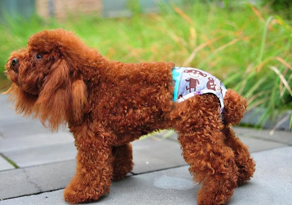 狗狗尿尿常识,狗狗又吐又拉又尿血是怎么回事