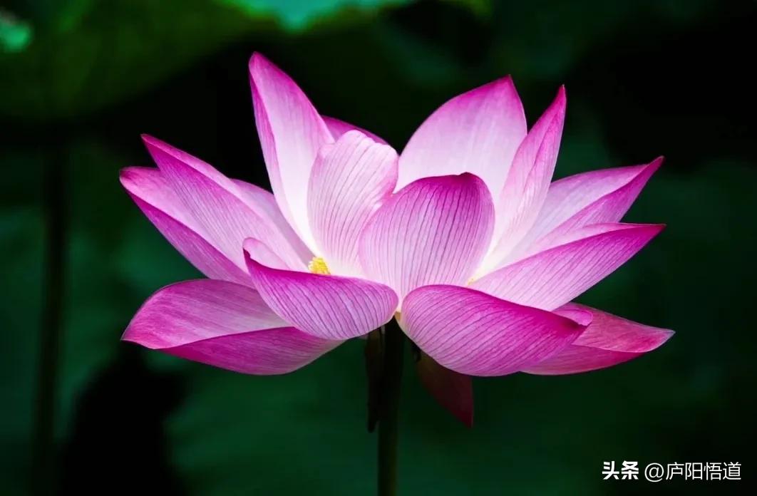 正确的三观积极的人生态度,领悟人生真谛从三观出发