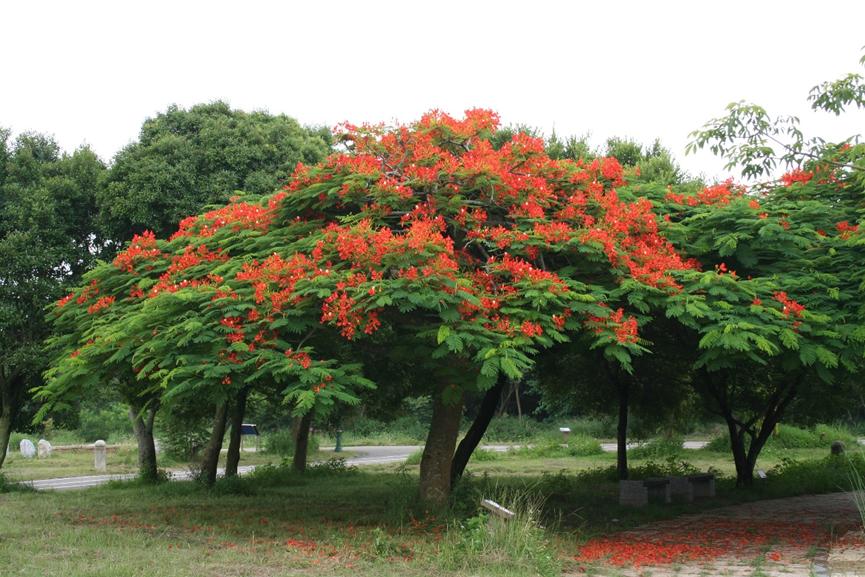 迪拜适合养什么植物,迪拜常见花草
