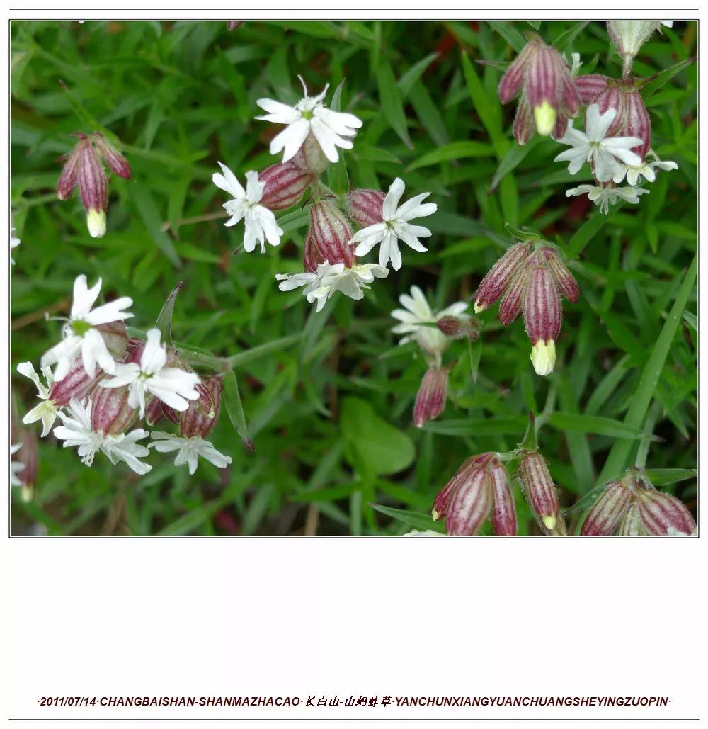 长白山蚂蚱草,第一次见奇怪的草