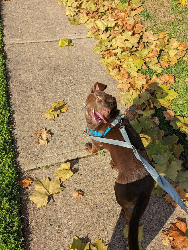 一身反骨的狗狗也有温柔的一面,天生反骨狗狗