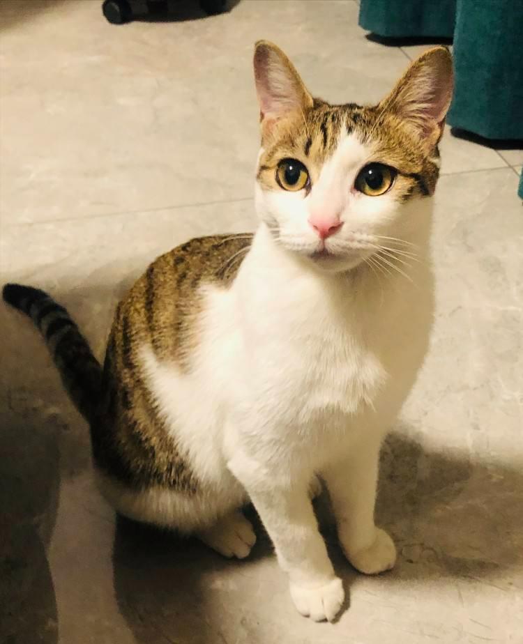 忽悠我养“简州猫”的人，你们把我给害苦了