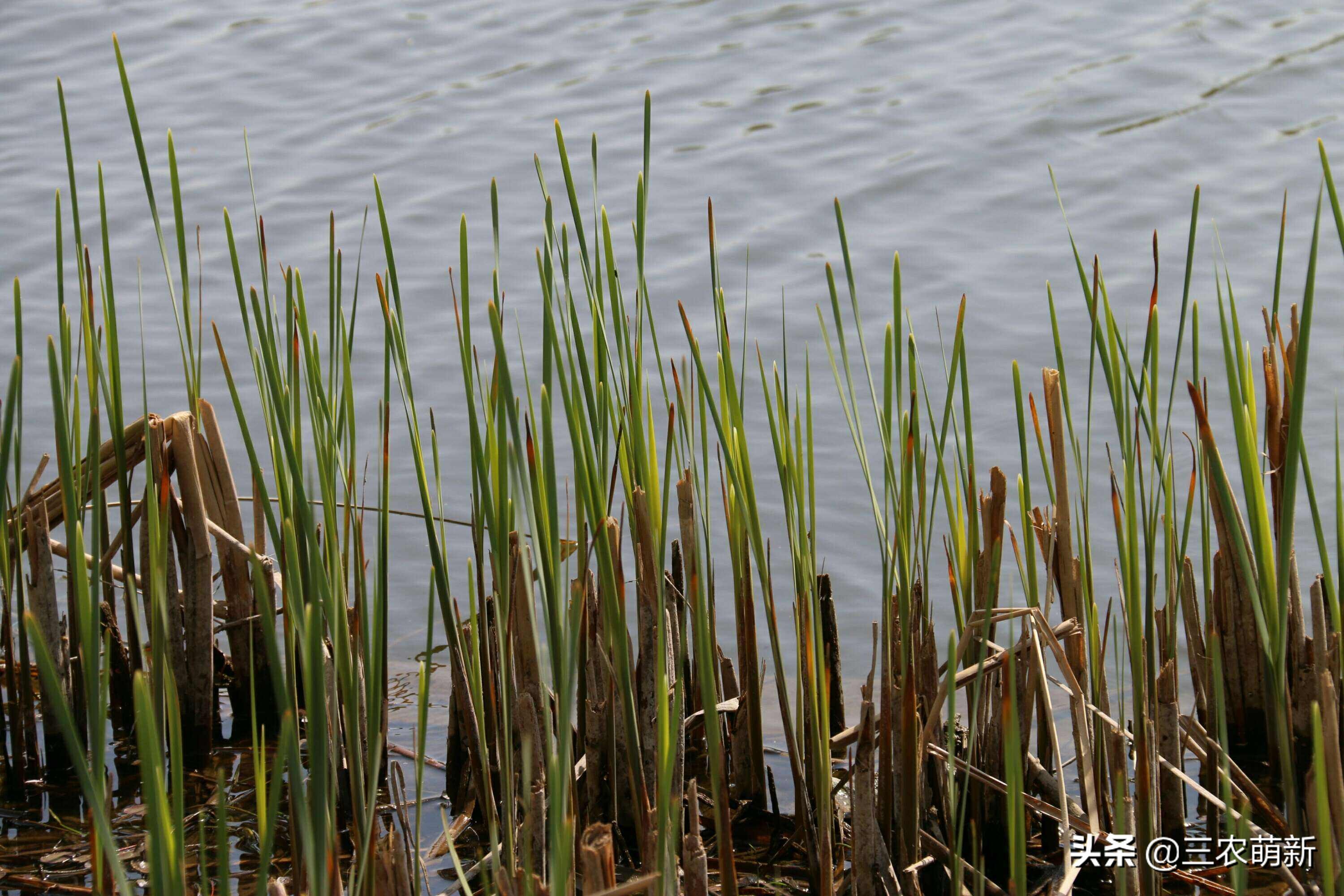 芦苇笋几月份有,芦苇笋什么时候可以开始采摘