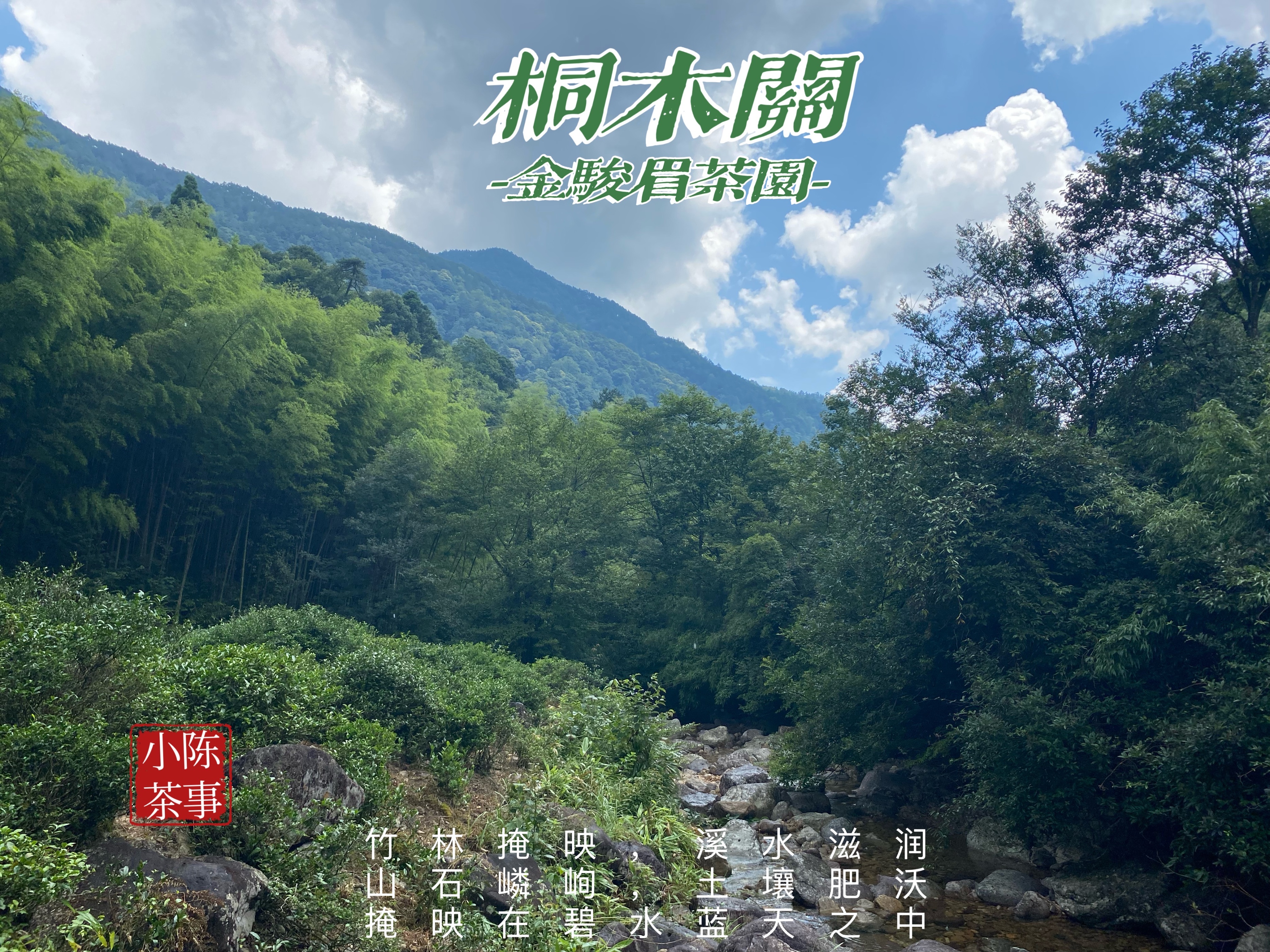 100块一斤的金骏眉,八马金骏眉10000