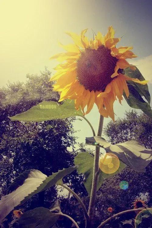 道德经二十一章的修身之道,道德经21章孔德之容解释