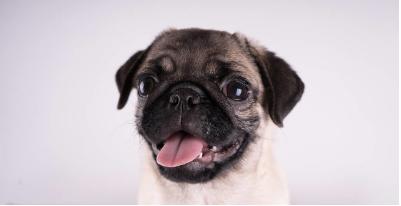 最粘人的六种狗,最忠诚粘人的狗有几种