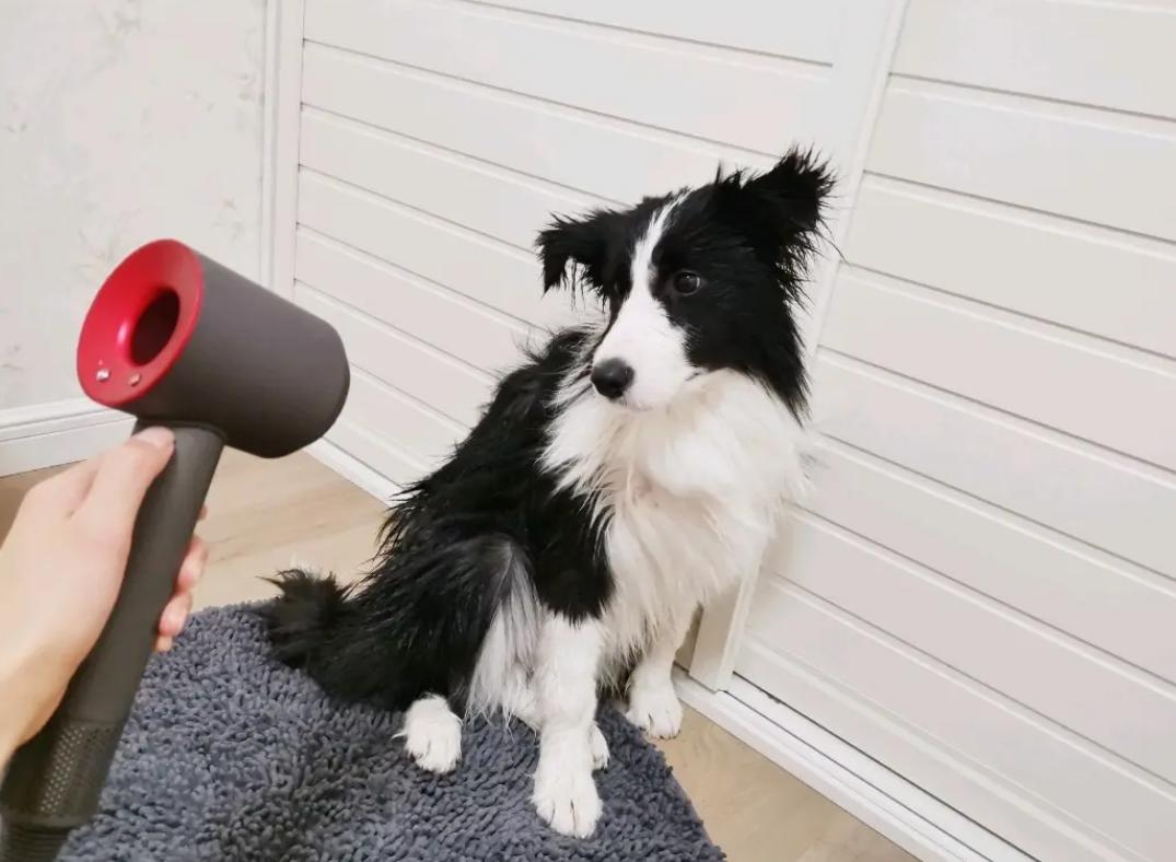 边牧掉毛季节是哪几月,为什么我的边牧不掉毛