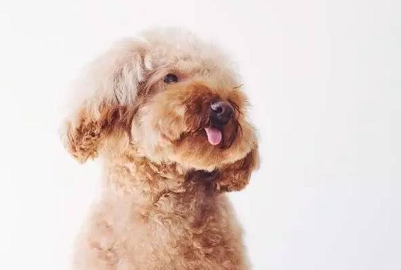 刚满月的泰迪狗不吃饭是怎么回事,泰迪狗没有精神不吃饭是什么原因