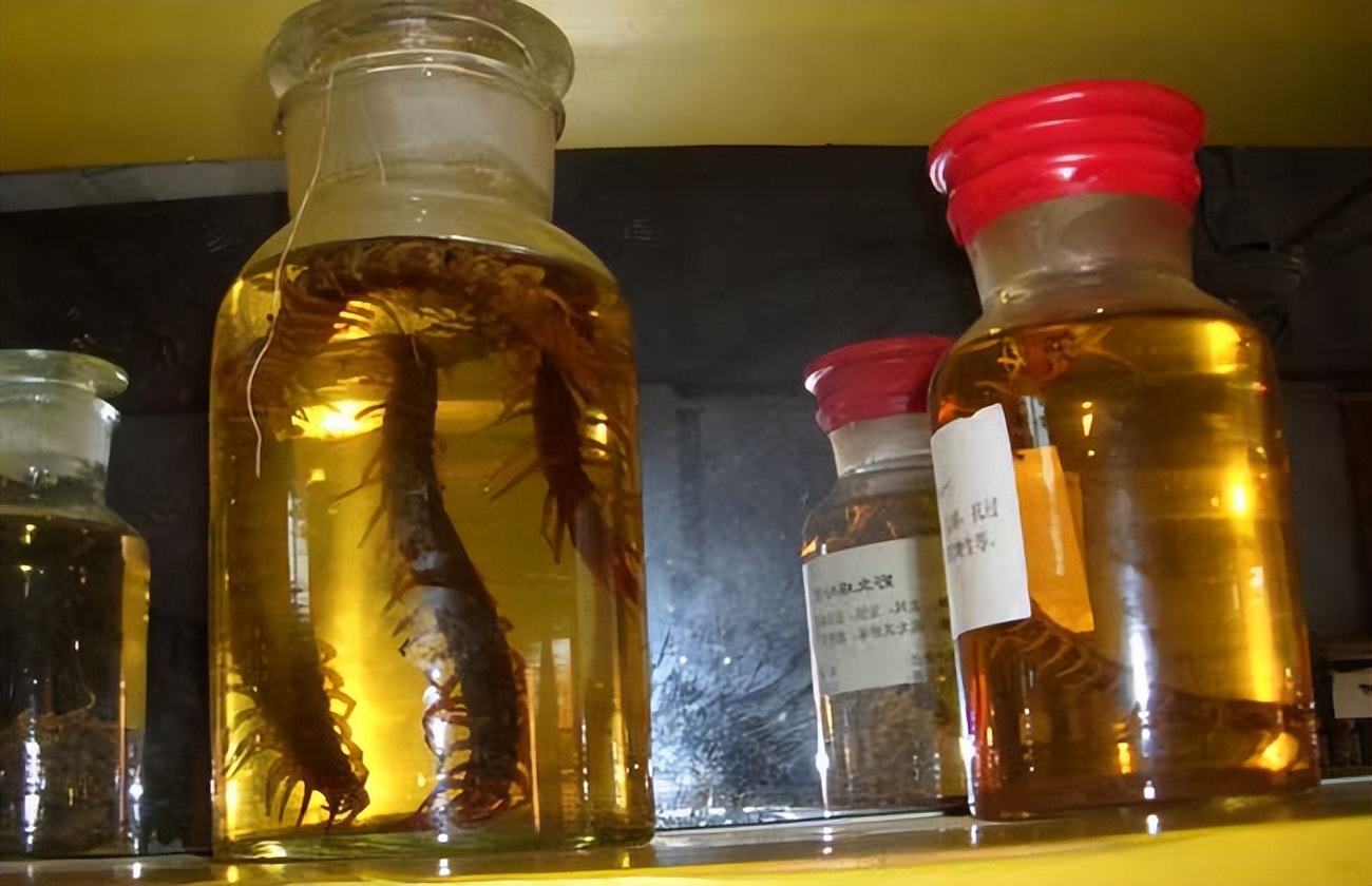 世界上最大的蜈蚣是哪几种,世界上最大的蜈蚣你绝对没见过