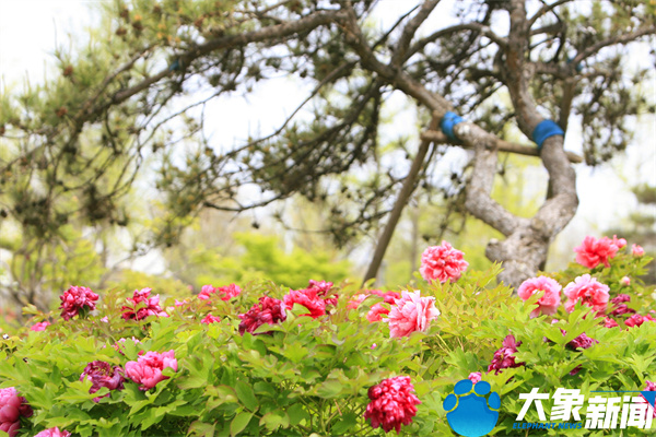 花开时节动京城最美不过洛阳城,四月洛阳美如画千年帝都是花城