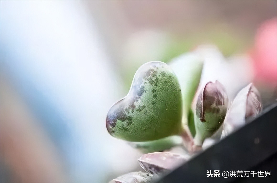 16元的多肉品种大全,水泡多肉养殖方法