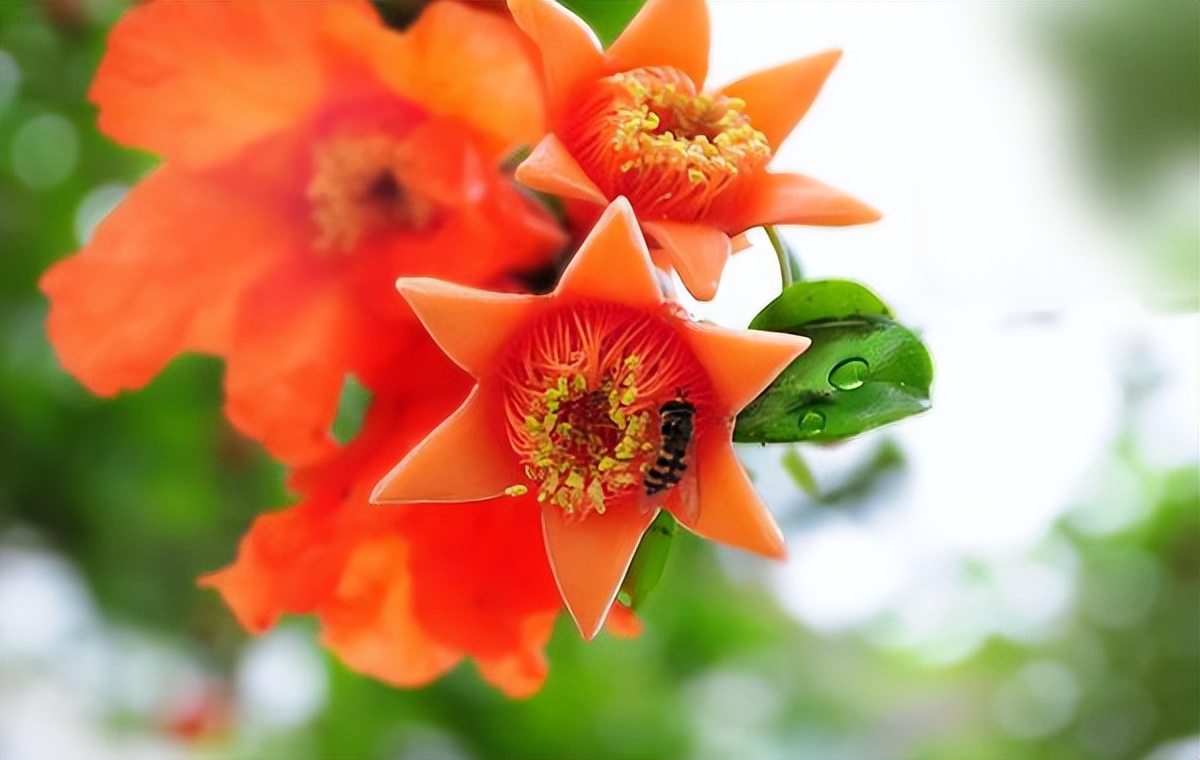 石榴树的种植方法与注意事项,种植石榴树的方法和技术
