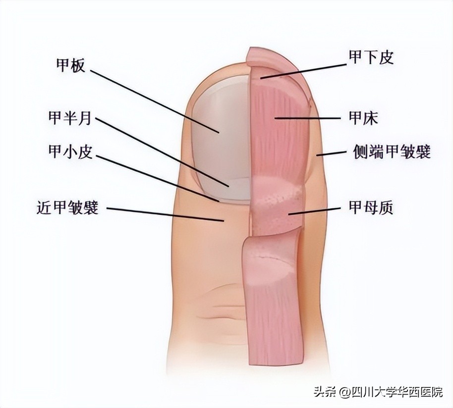 华西专家说，不是转你们，起码有一半的人从没有剪对过指甲儿！