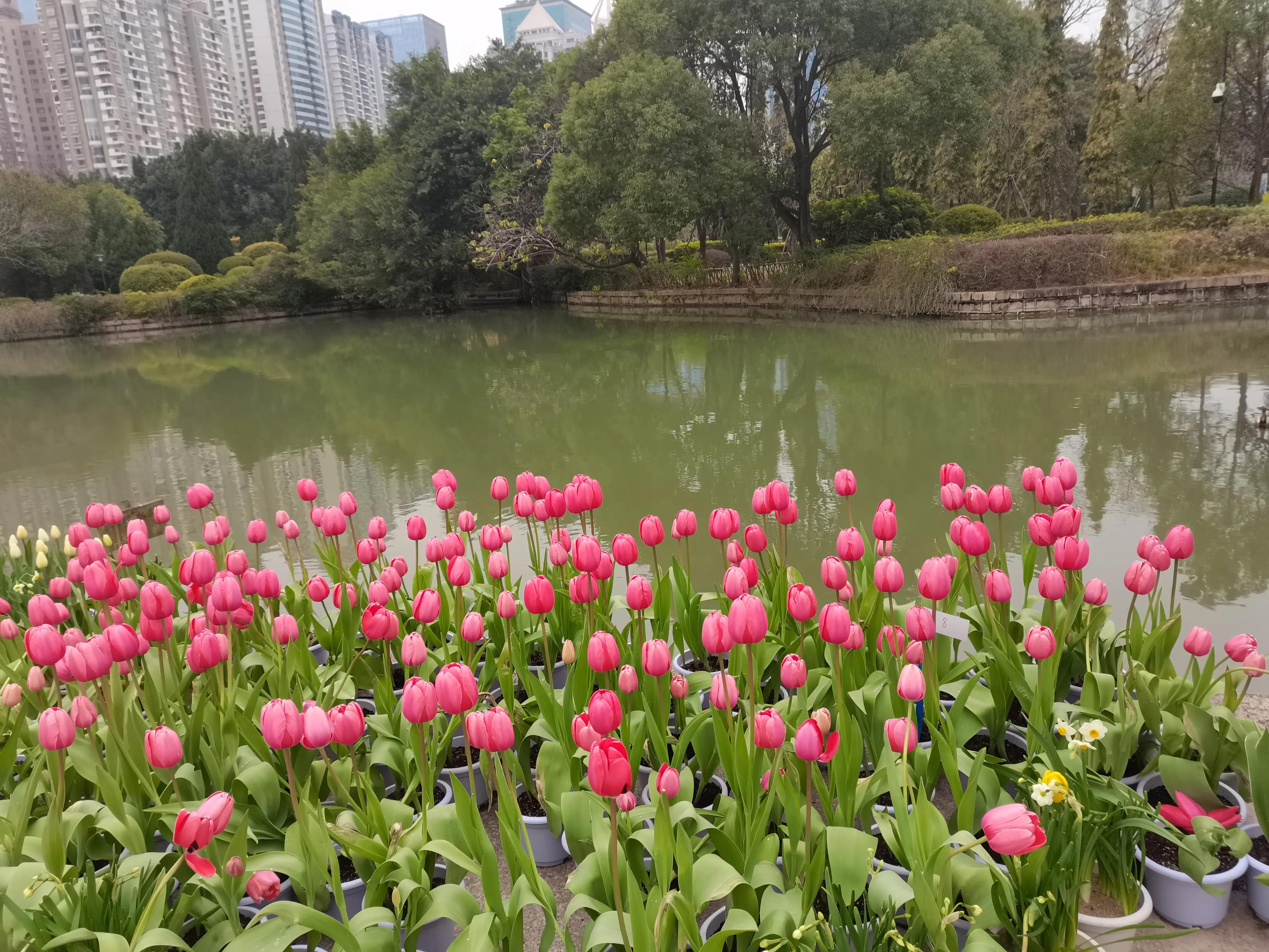 福州郁金香温泉公园,福州花海公园郁金香