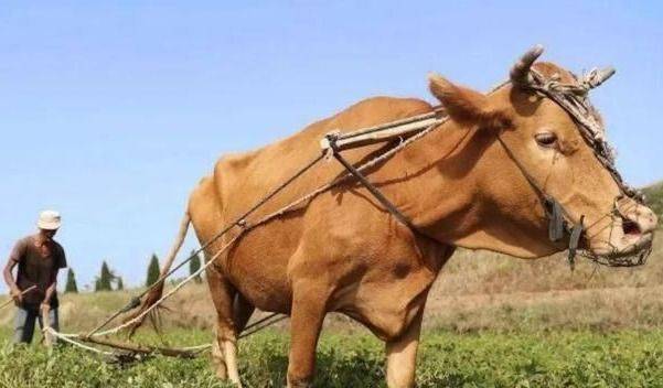 美国人养牛新方法,美国人养牛的方法