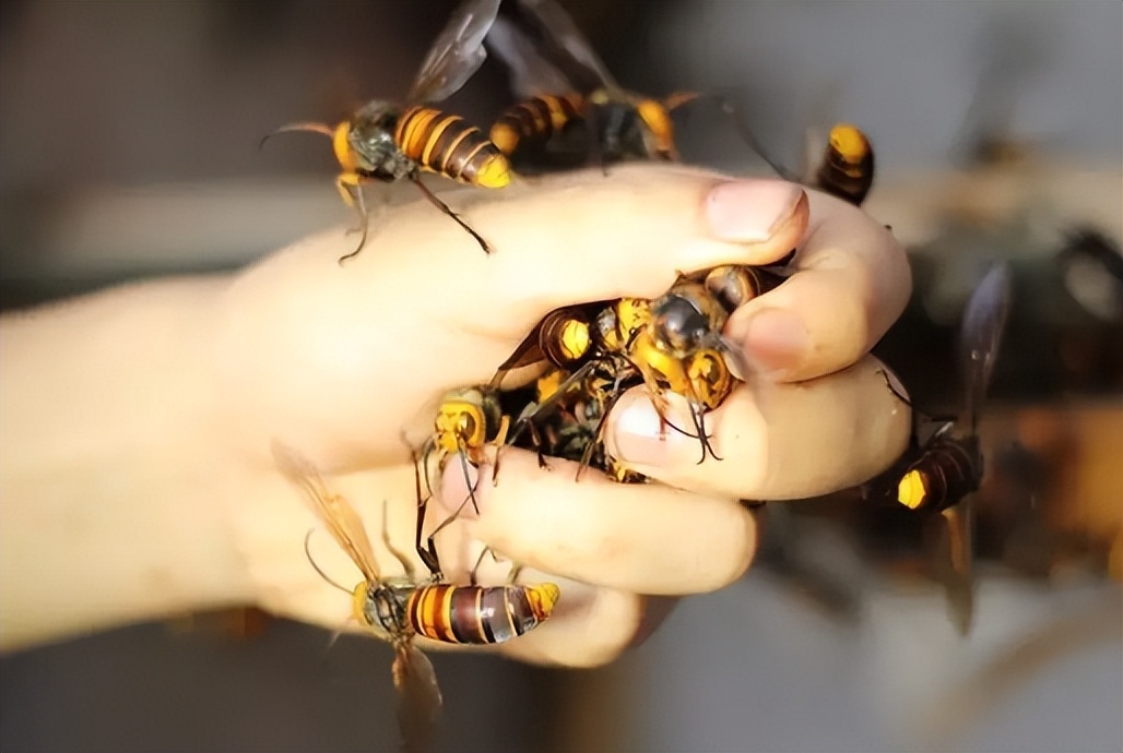 马蜂金环胡蜂vs杀人蜂,杀人蜂和胡蜂哪个更危险