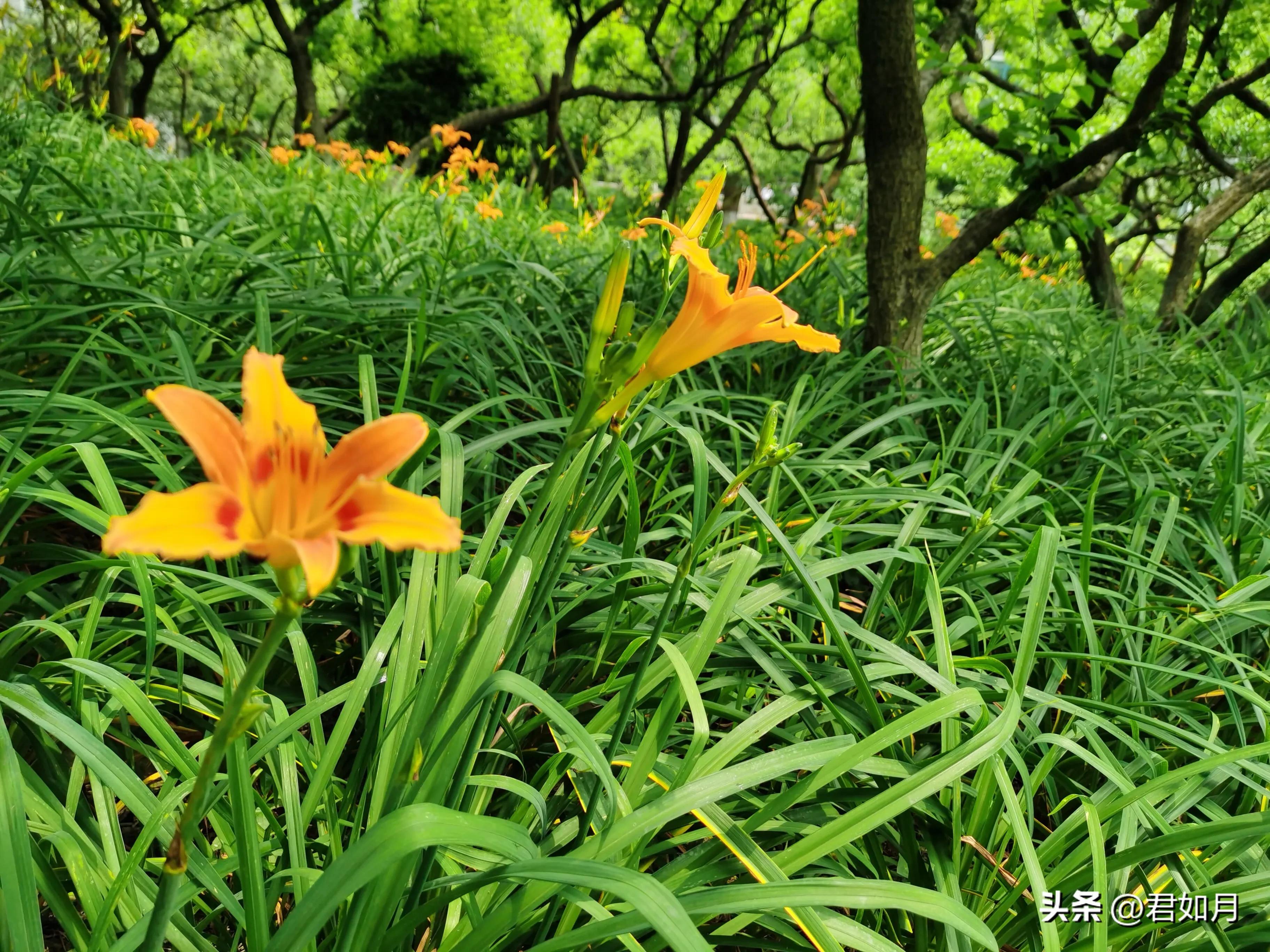 上海旅游遇梅雨,上海夏季雨夜美景