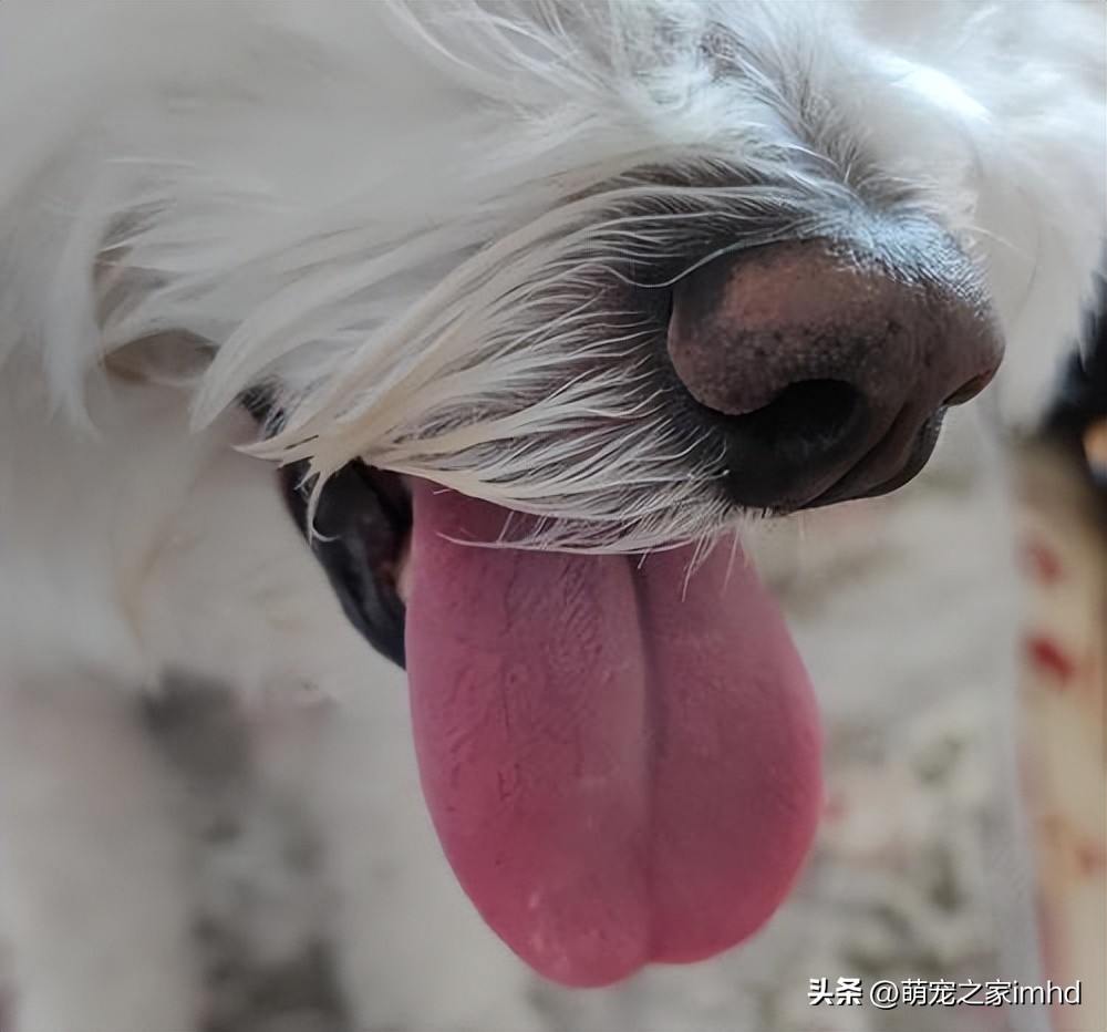 你知道这8种狗狗生病的症状吗,狗狗比较容易得的几种疾病