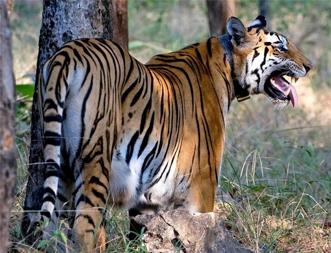 现存体型最大的犀牛白犀牛,独角犀牛最大多重