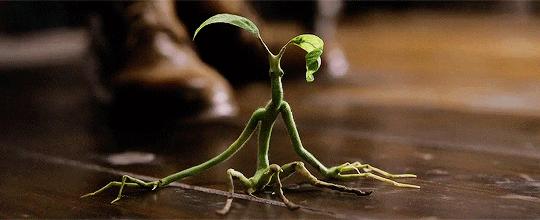 神奇动物之邓布利多之谜免费观看,神奇动物邓布利多之谜彩蛋