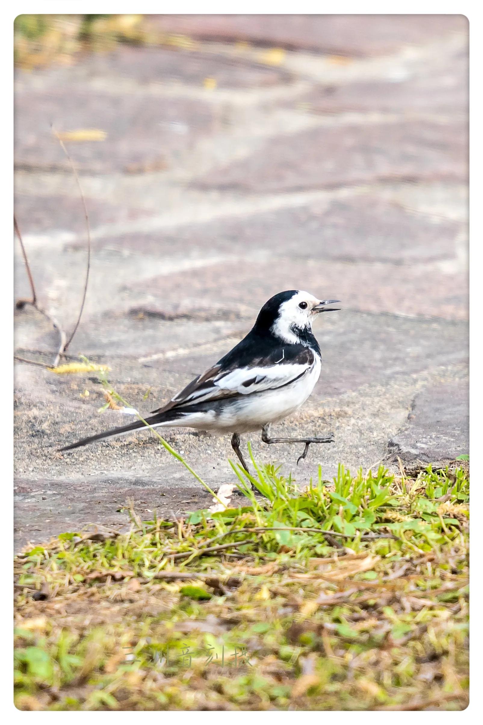 上海国际汽车城安亭,上海安亭国际汽车城