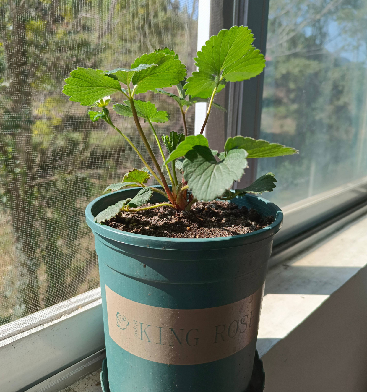 阳台草莓种植方法全过程 (阳台种植盆栽草莓如何人工授粉)