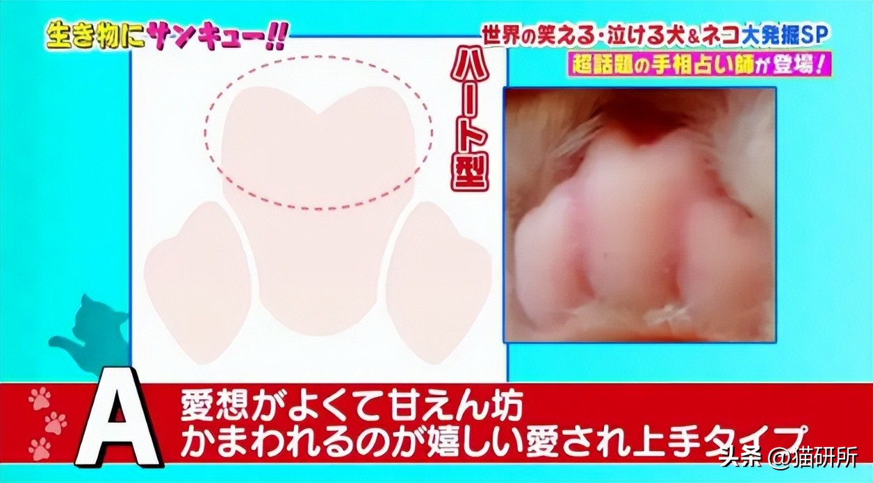 猫咪的肉垫看性格,猫咪肉垫形状代表什么性格