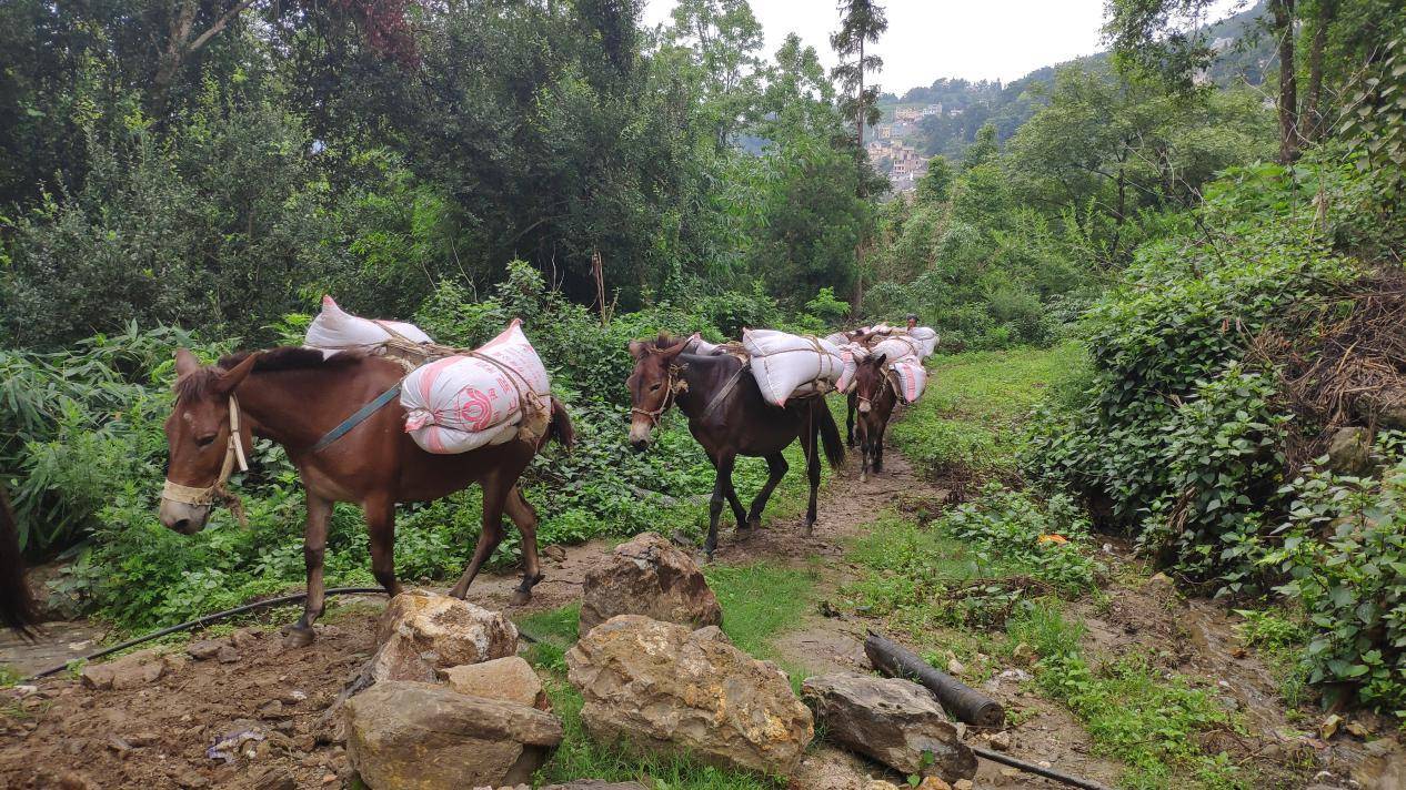 有马蹄铁的马和没马蹄铁的马,橡胶马蹄铁和普通马蹄铁的区别