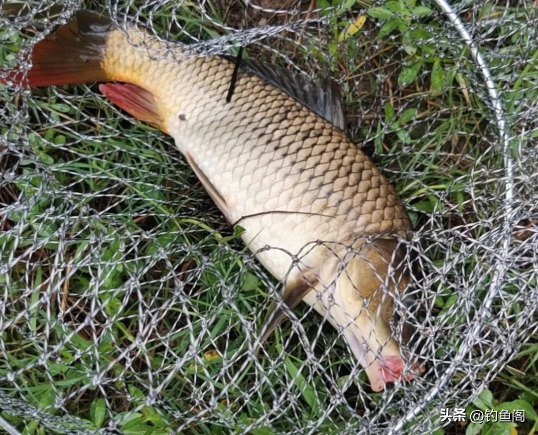 秋冬钓鲤鱼用啥味型玉米,冬天在野钓鲤鱼用什么味型的玉米