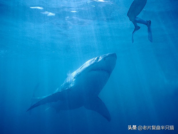 深海电影细思极恐细节,潜入海底一万米深海恐惧症