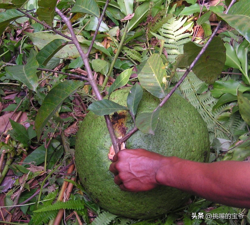 同在非洲大陆，同胞国家忍饥挨饿，它还出口牛油果、芝麻到中国