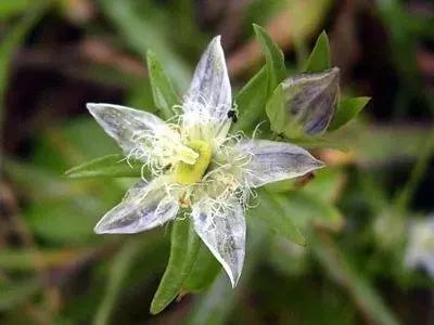 五星花有什么特点,五星花最漂亮的品种