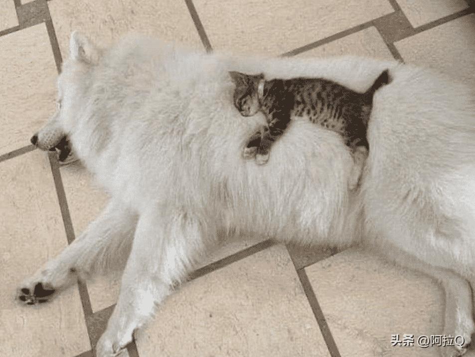 日本投降珍贵视频资料,日本投降珍贵影像