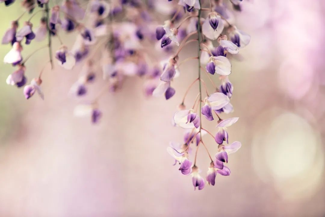 落花诗30,最美落花诗30首