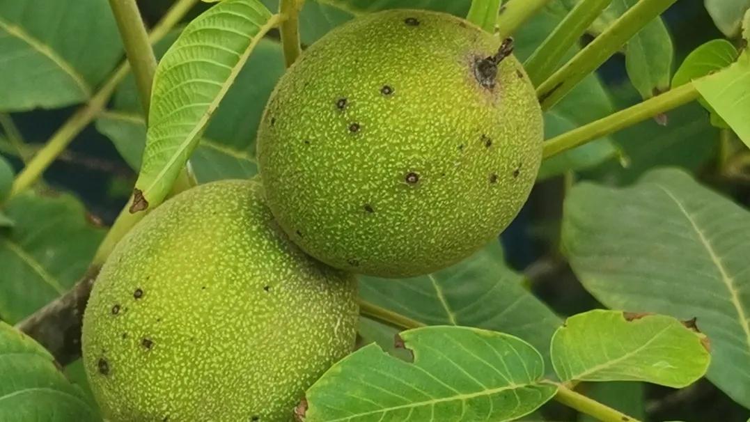 冬天如何吃到鲜核桃,鲜核桃吃着过瘾