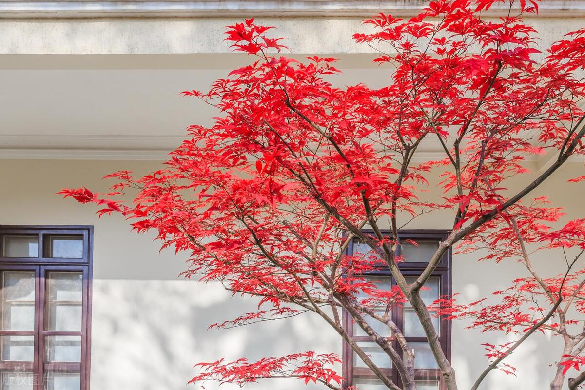 吉祥树开启吉祥年,红红火火多子多福的吉祥树