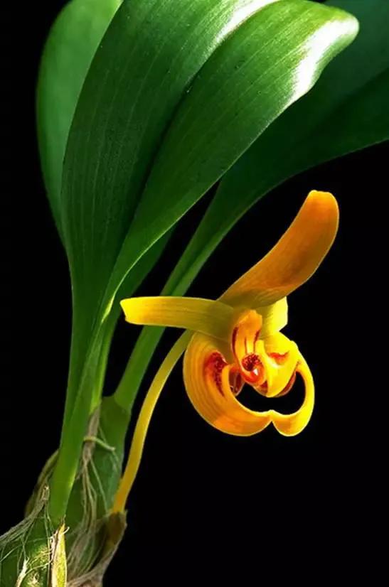 十种最有名的兰花图片,最美的100种兰花图片