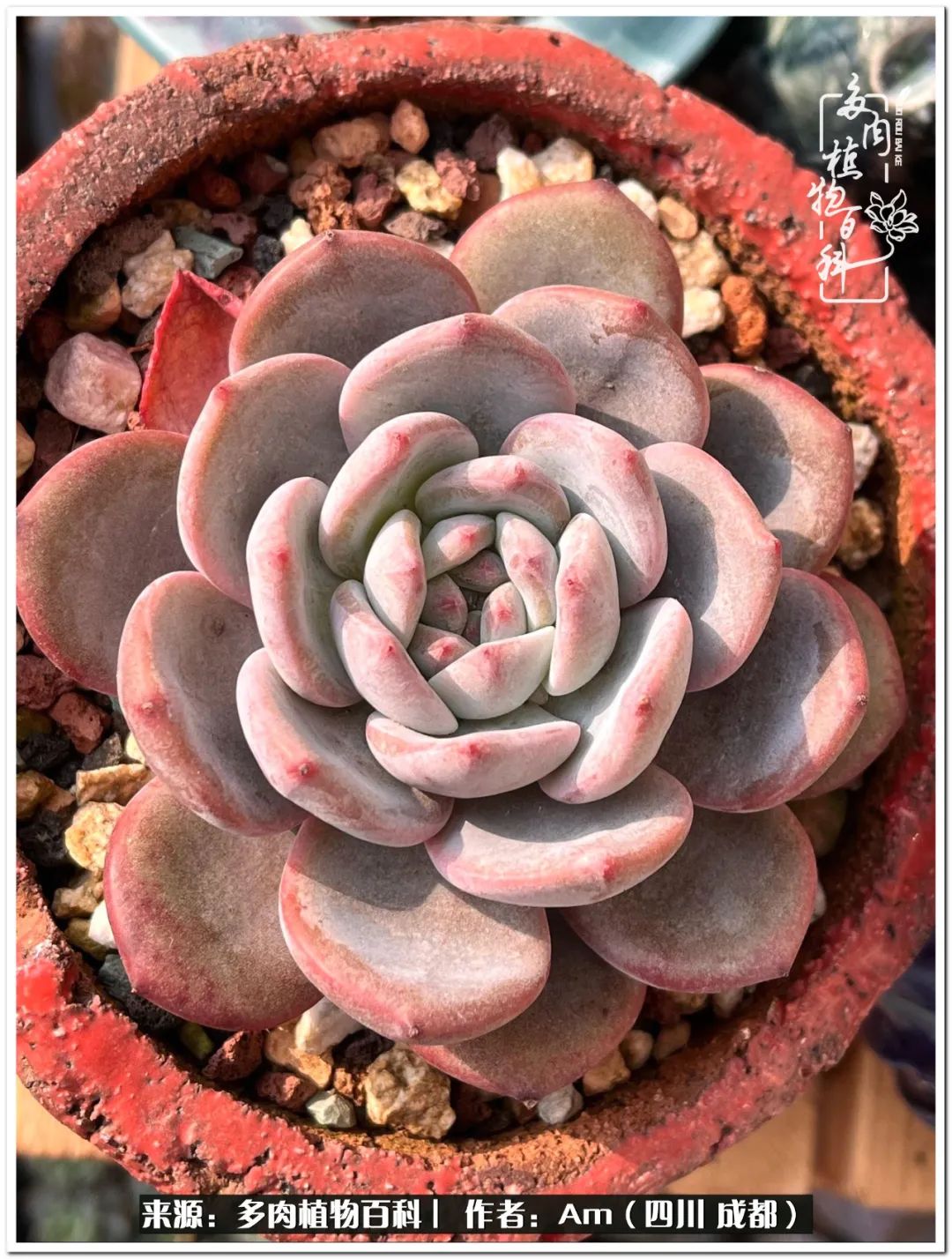 多肉小盆友生活多姿多彩,多肉小精灵福享不停