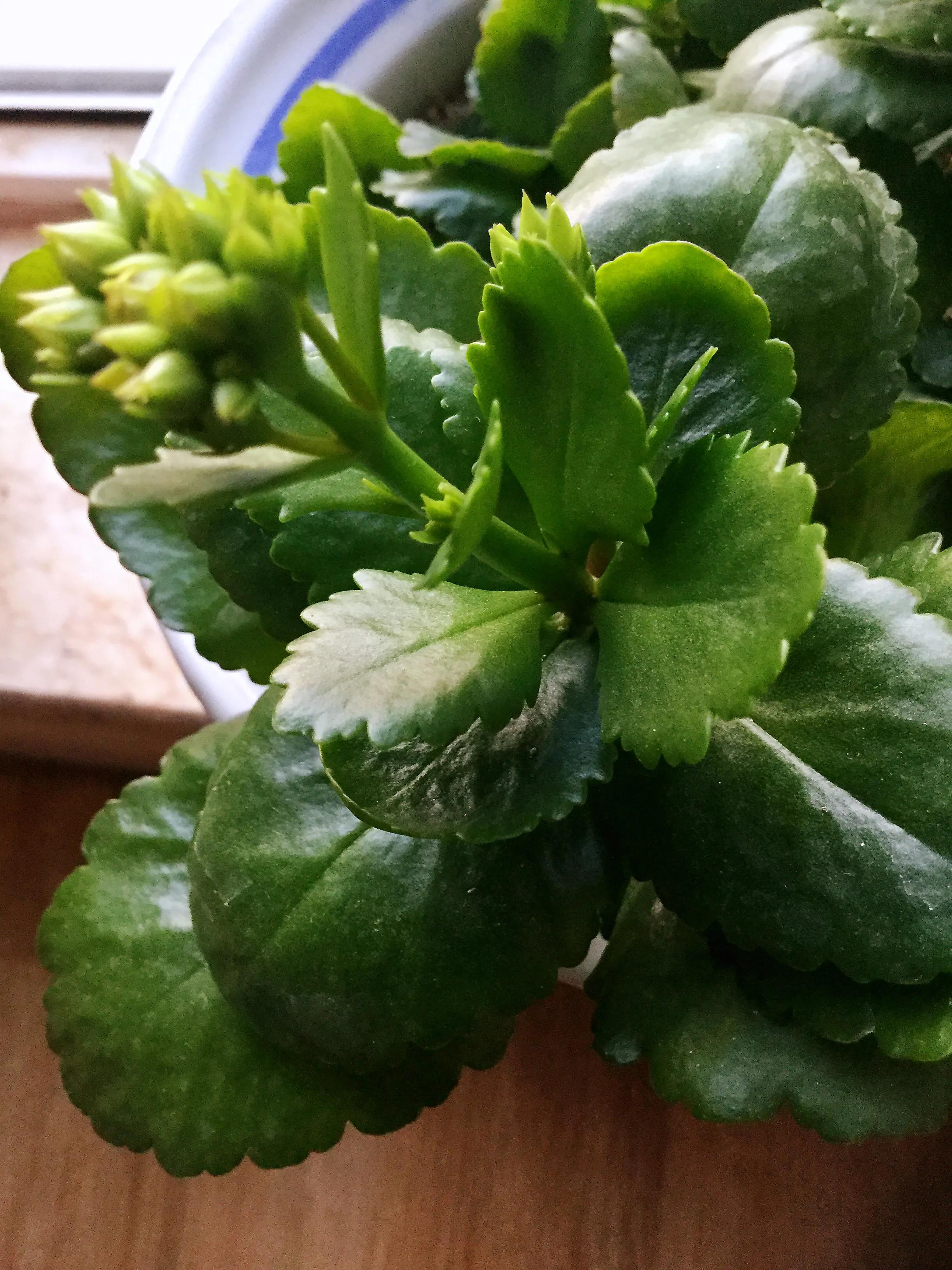 家里养什么花儿好养活,家里养的花儿图片