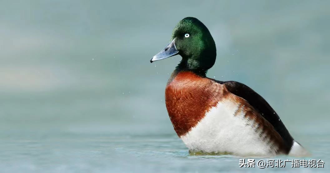 今日的白洋淀视频,现在白洋淀的情况