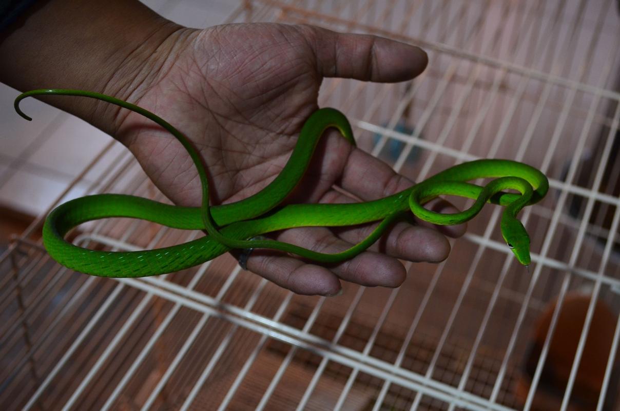 挑战一千条蛇,挑战100条蛇