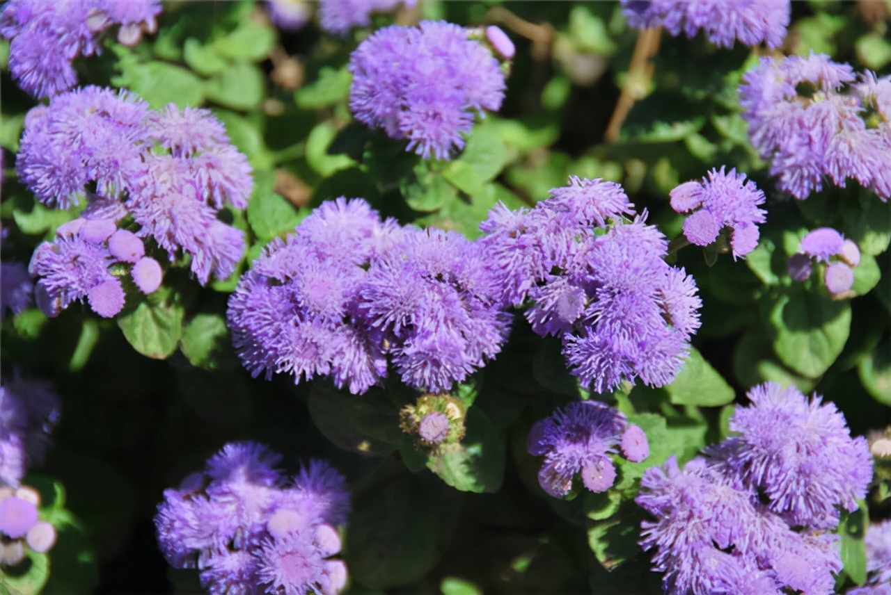 公园路边植物图片,路边的小植物有哪些