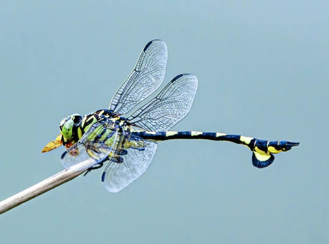 蜻蜓为什么能活过四次大灭绝,为什么现在很少见成群的蜻蜓