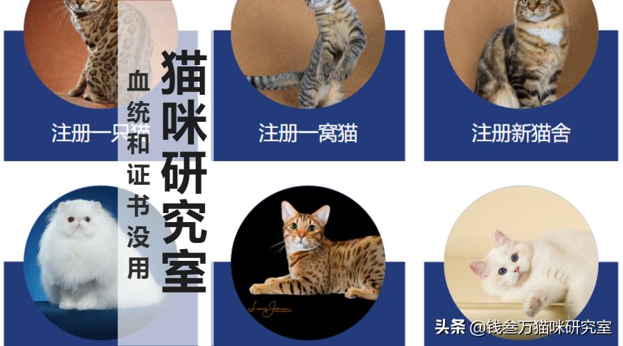 新手养猫便宜选择哪种猫,买纯种猫注意事项有哪些