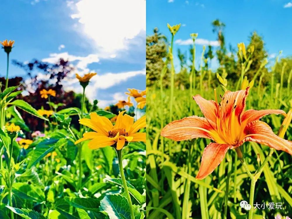 北京花海休闲公园,帝都游乐场